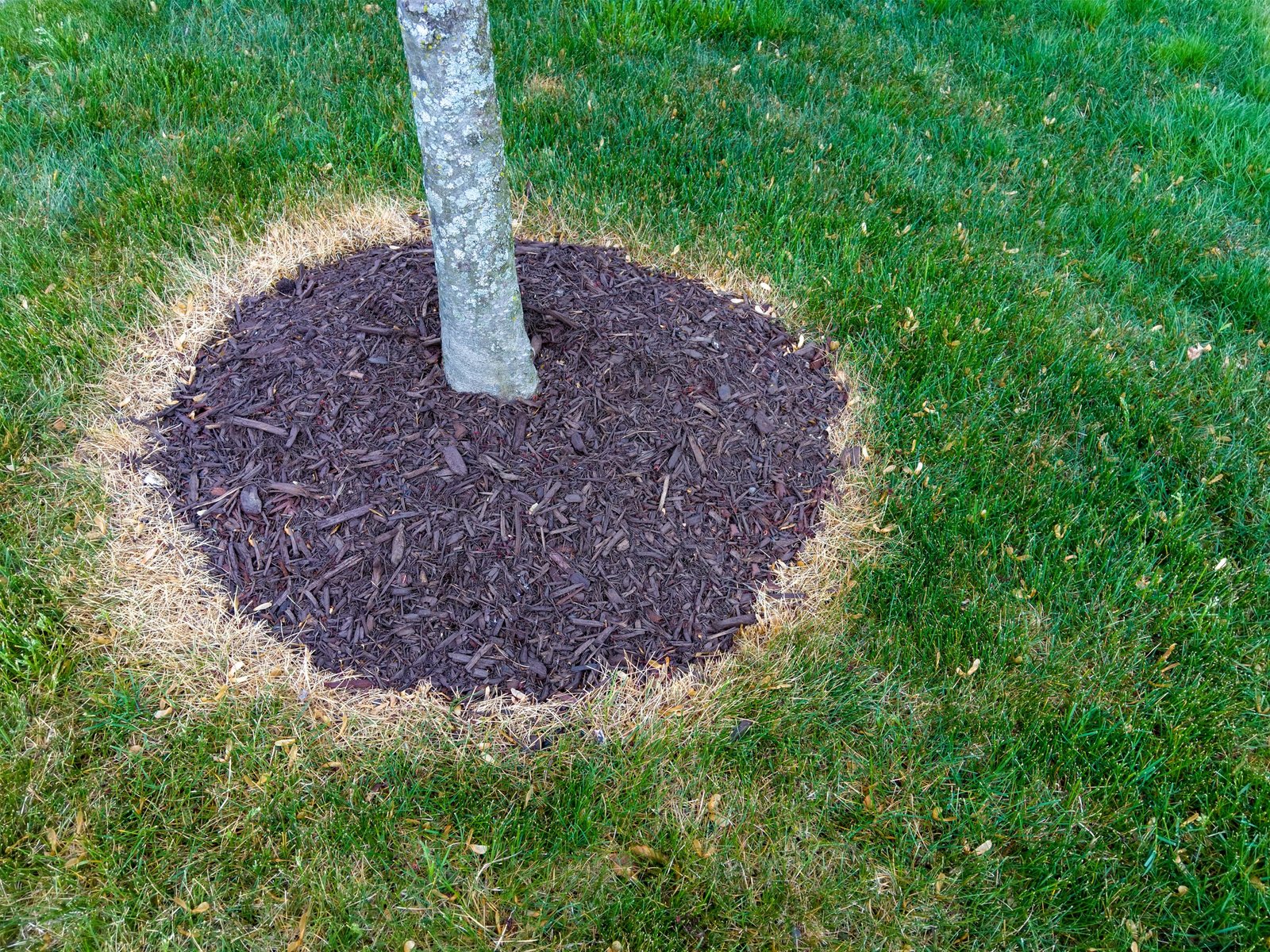 Area around a tree trunk treated with weed killer in a green lawn to kill the weeds in early spring in preparation for mulching around the sapling with natural organic mulch