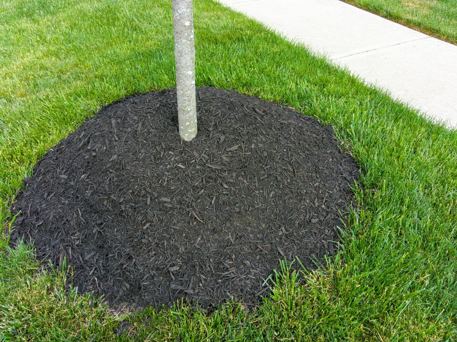 High heap of organic natural mulch around the trunk of a young sapling in a green grassy lawn alongside a footpath in spring